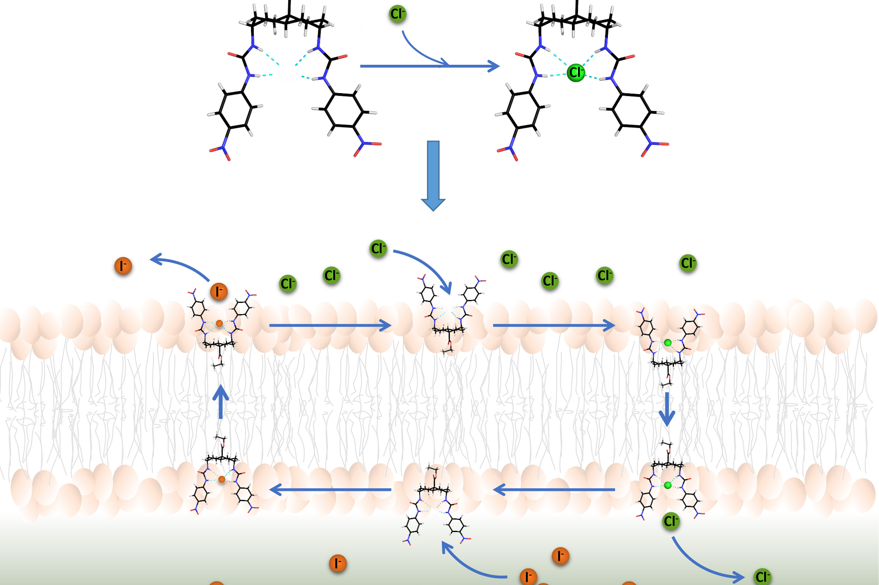 The image shows the crystal structure in the absence and presence of a bound chloride ion at the top.  Below is the proposed mechanism by which the anionophore works.  In this case chloride ions on one side of the cell membrane are exchanged for iodide ions as the anionophore shuttles anions across the cell membrane.